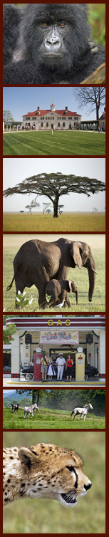 Photo Banner