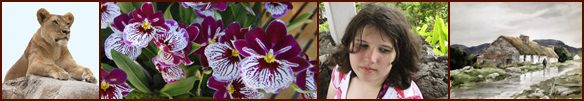 Photo Banner